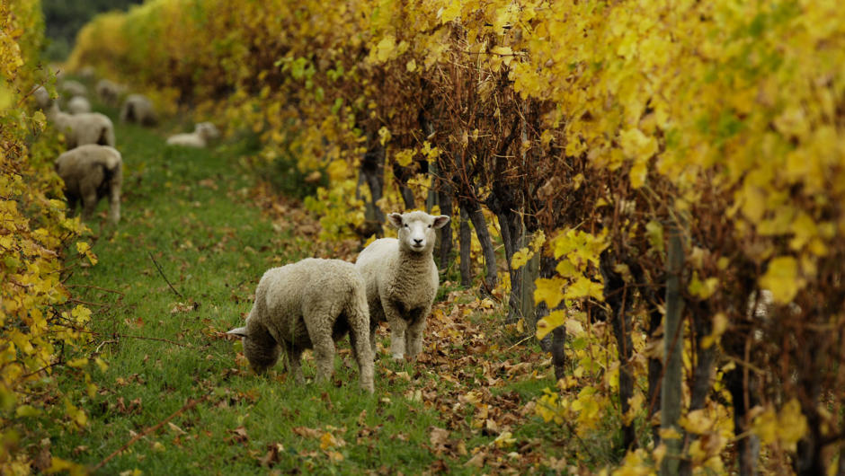 Sheep in the vineyard in Winter time