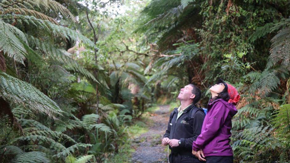 Watch native birds as you travel along the Milford Track