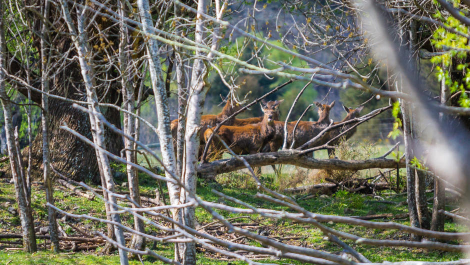 Wild Deer in their Natural Habitat during one of our High Country Tours