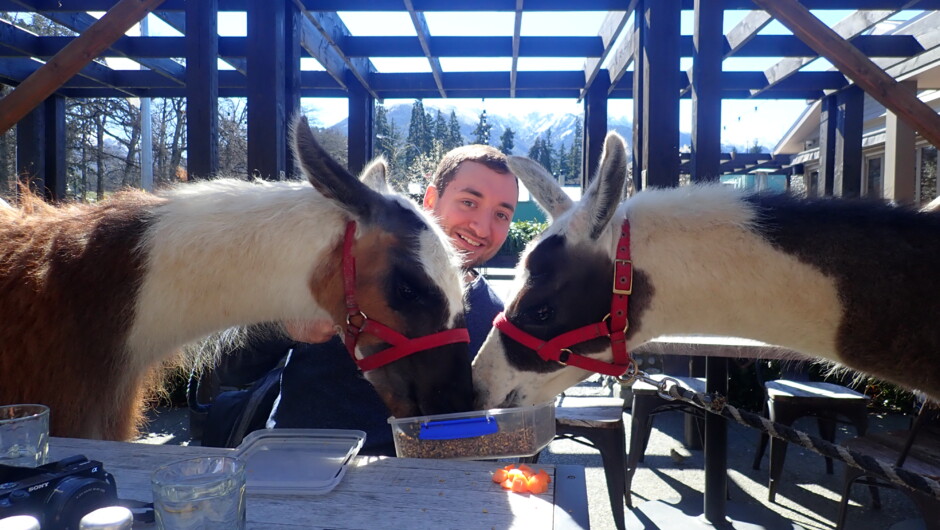 Lunch with a llama on a day tour