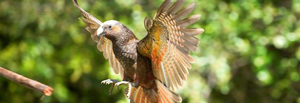 Kākā are cheeky and curious - come and watch them play!