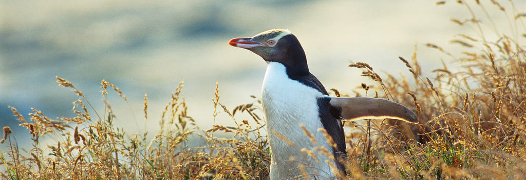 Penguins around the Otago Peninsula.