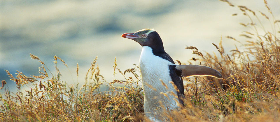 Penguins around the Otago Peninsula.