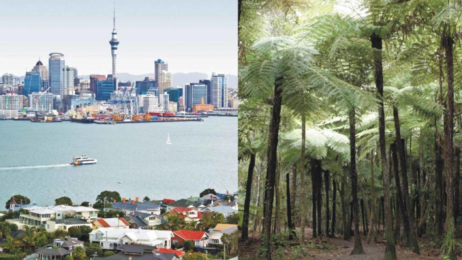 Auckland City and Rainforest tour