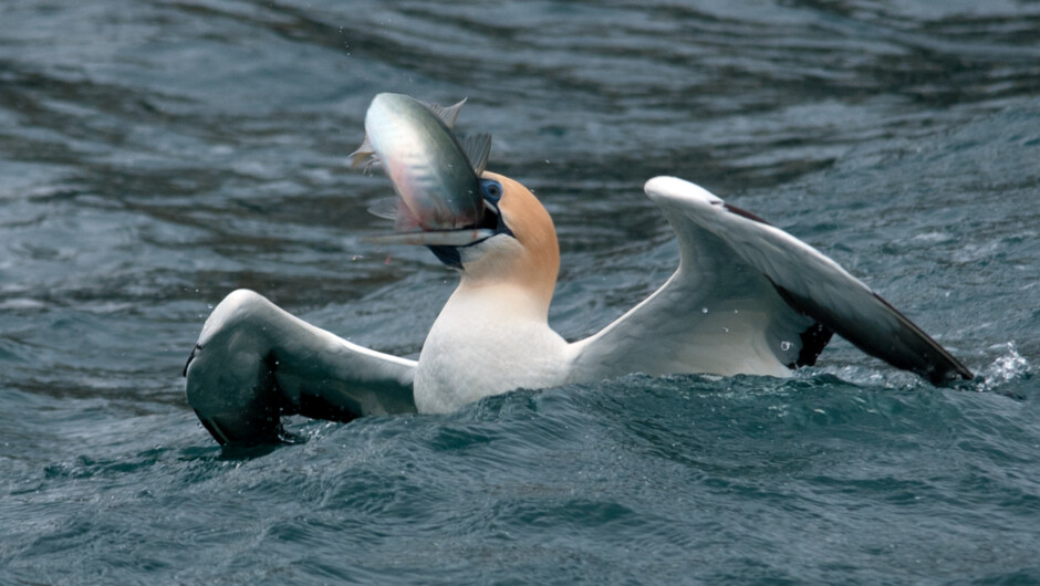 Gannet with Mackeral