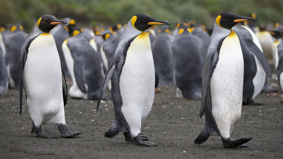 Discover the wonders of the Sub-Antarctic Islands