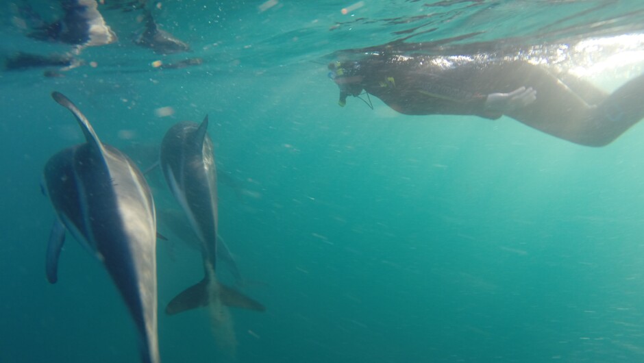 Swimming with dolphins in Kaikoura