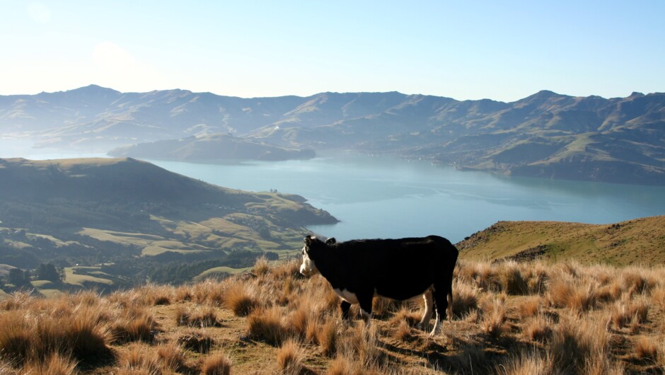 Enjoying the view of Akaroa Harbour