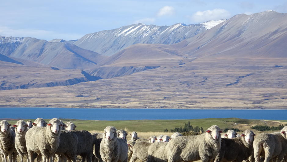 Visiting New Zealand&#039;s most prized Merino Sheep Stations. Glenmore Station