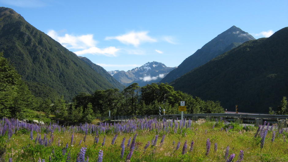 Summer lupins and Mt Oates, Arthur's Pass National Park