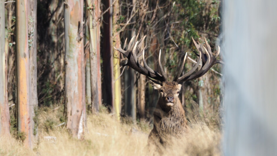 Red Stag hunting at Poronui