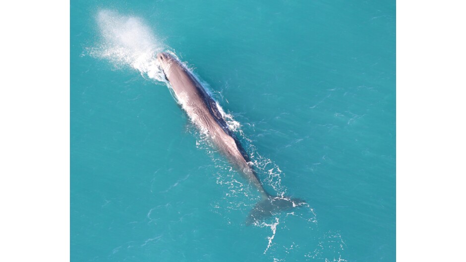 The magnificent Sperm Whale