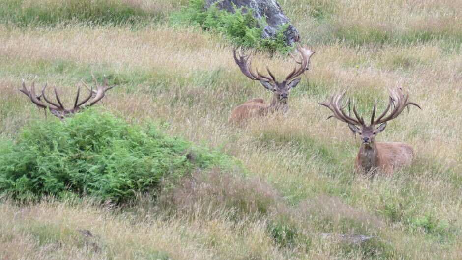Red stags on a hill at Poronui