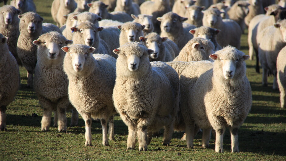 Curious ewes coming to say hello