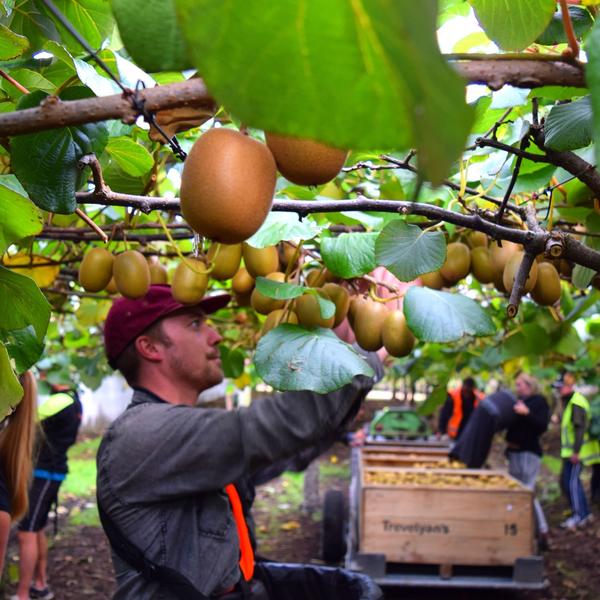 Kiwifruit picking