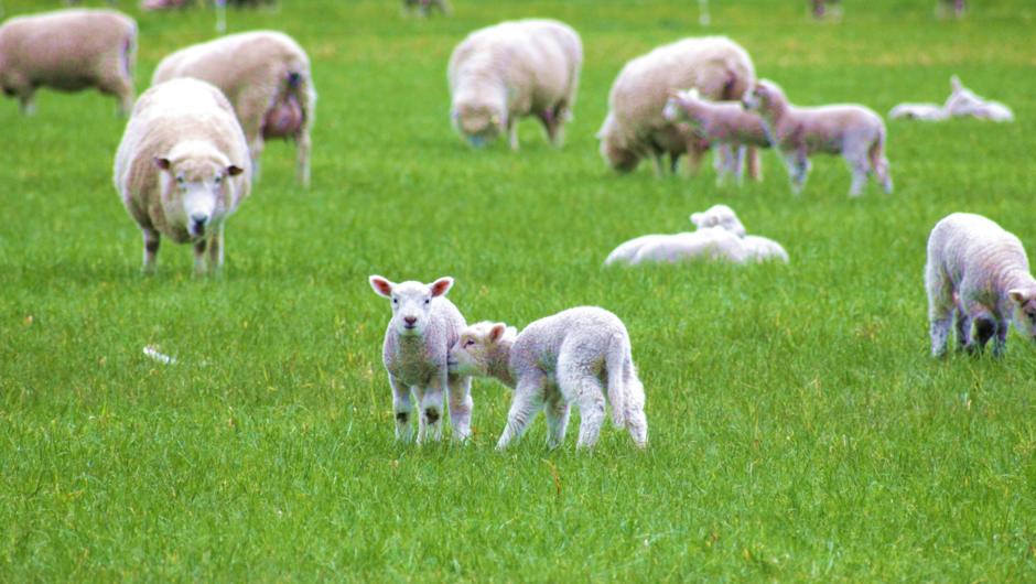 New season lambs - so cute!
