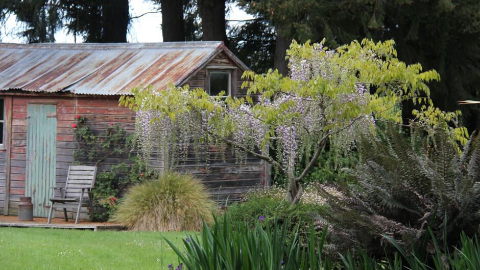 Wisteria flowering