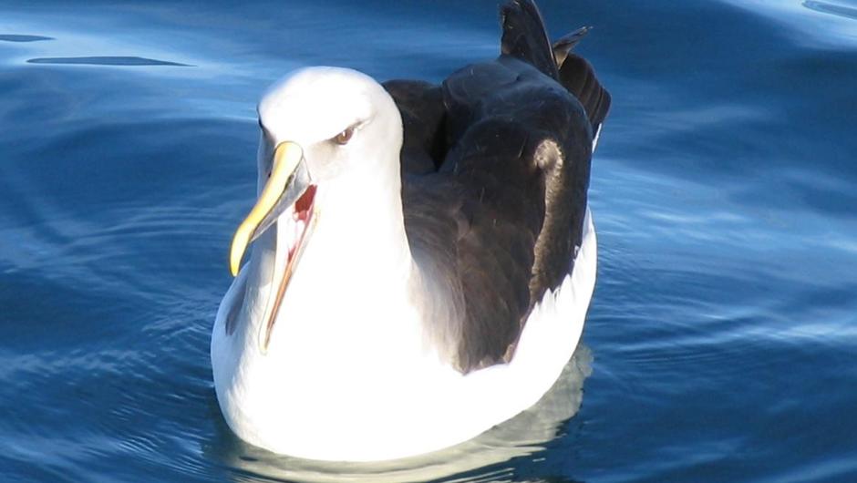 albatross on water