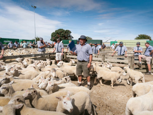 Feilding Saleyards 