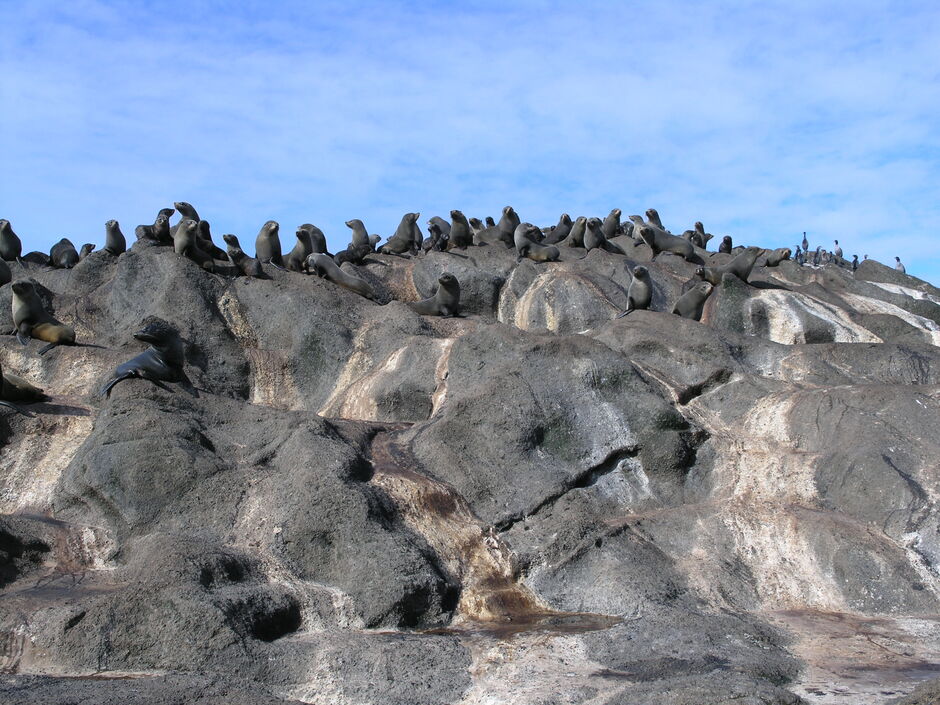 Seal colony, Chatham Islands