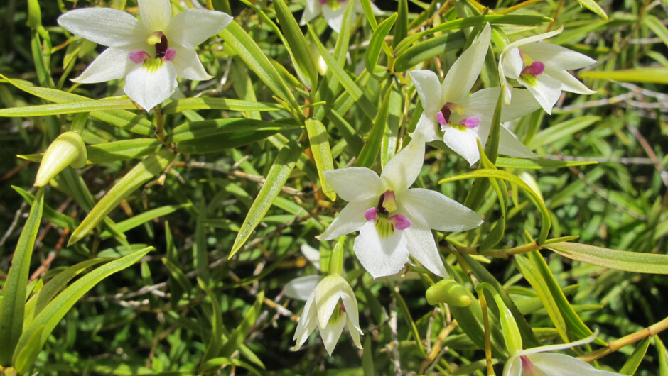 Wild orchids on Ulva Island.