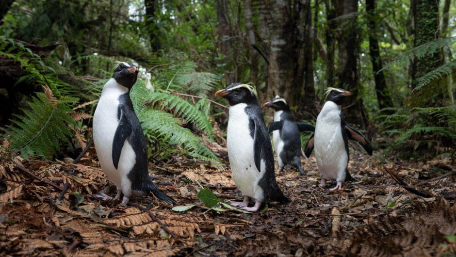 Penguins in the Forest