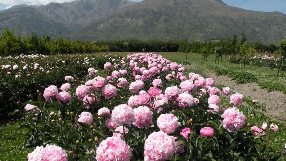 Some of the 700 Peony roses at Queenstown Country Lodge