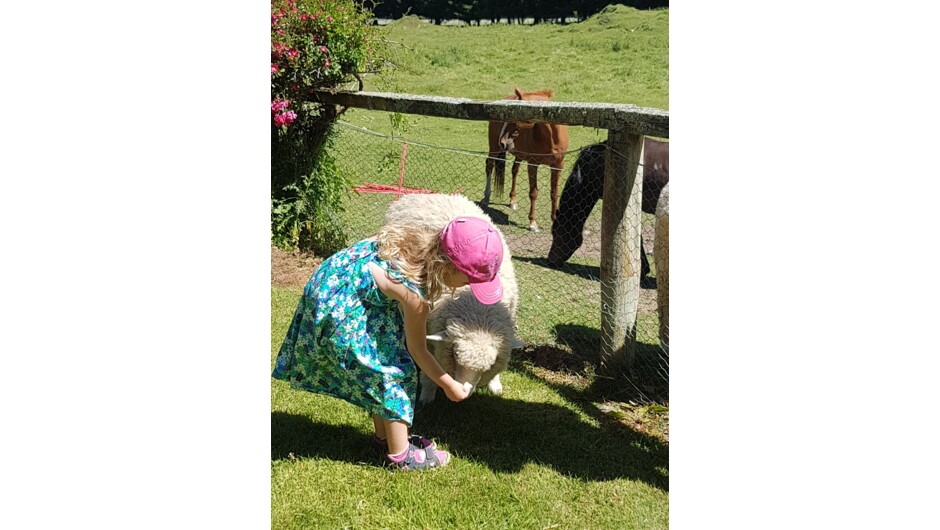 Feeding 'R' the pet lamb