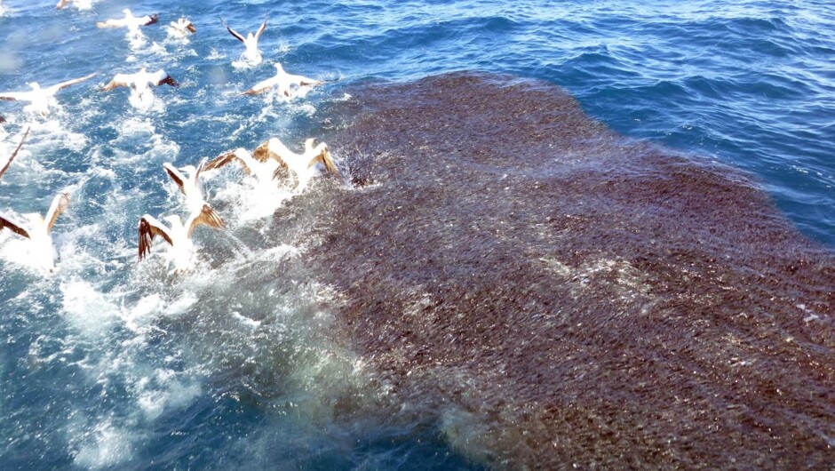 A meatball of anchovies, gannets diving, in the Bay of Plenty waters in Whakatane, New Zealand