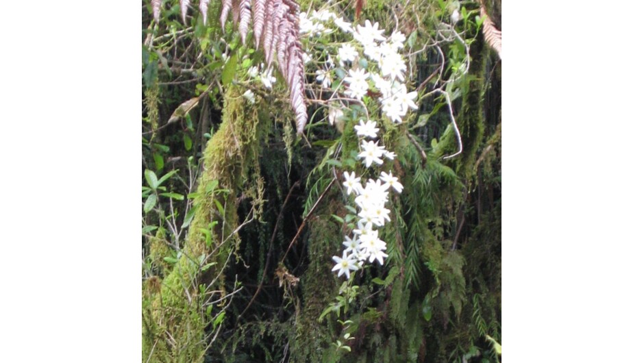 New Zealand Clematis along the track to the Nile River Suspension Bridge