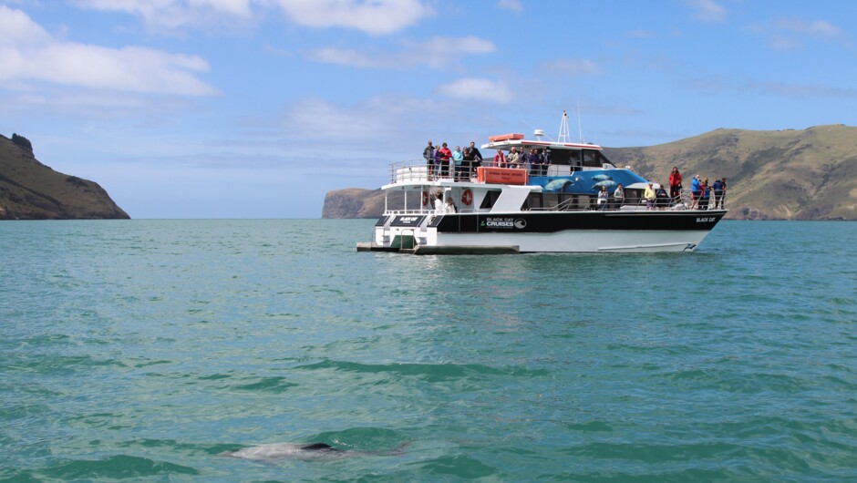Dolphin spotting on the Akaroa Harbour Nature Cruise