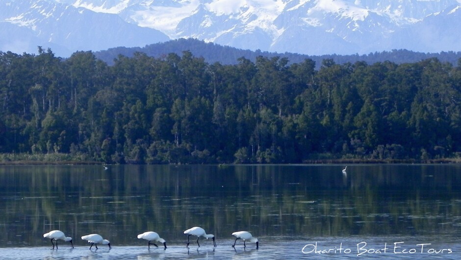 Southern Alps are a stunning backdrop