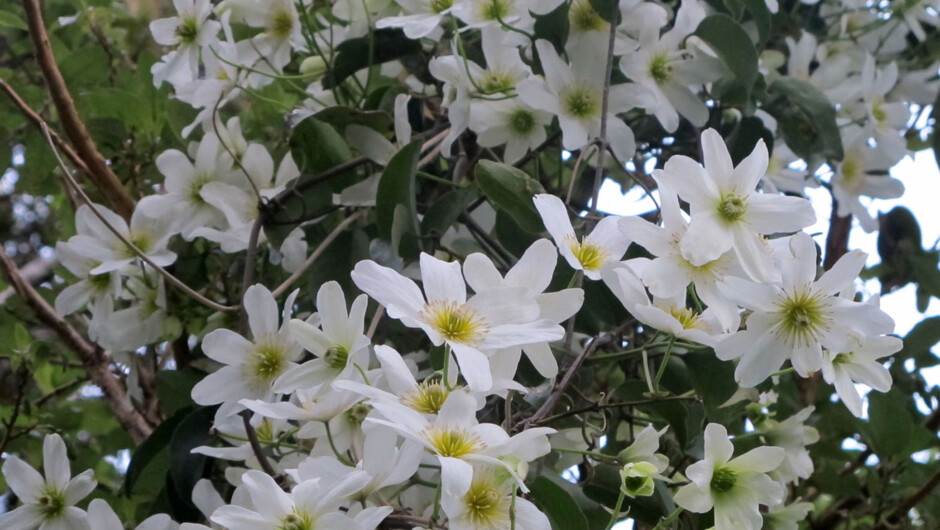 Native clematis in flower during spring.