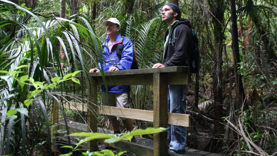Guided Forest Walks - Adventure Puketi - streams and abundant birdlife make for a fascinating journey in the NZ Rainforest - Bay of Islands.