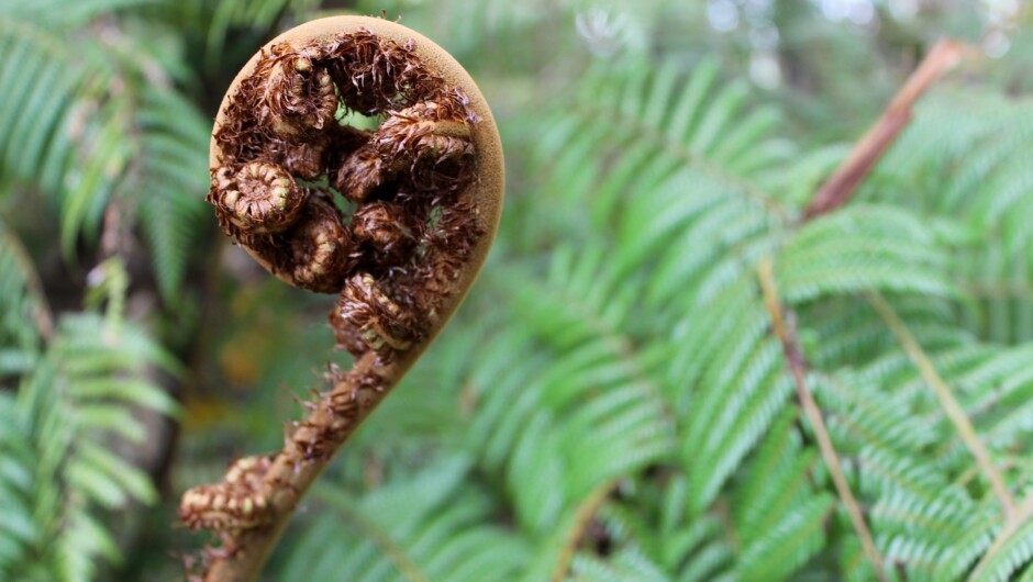 Fern of New Zealand