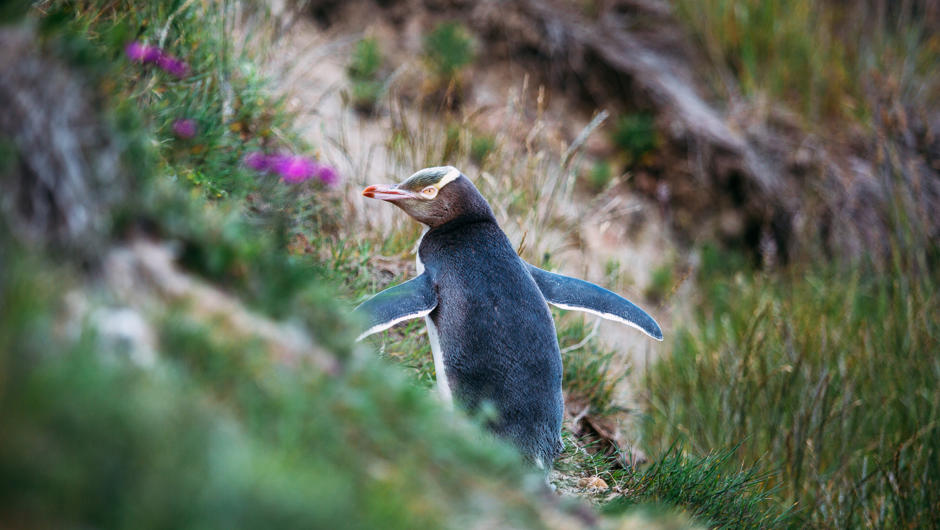 Yellow-eyed penguin taking a rest on it's way back to the nest.
