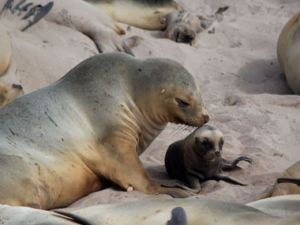 Seals in the Subantarctic Islands