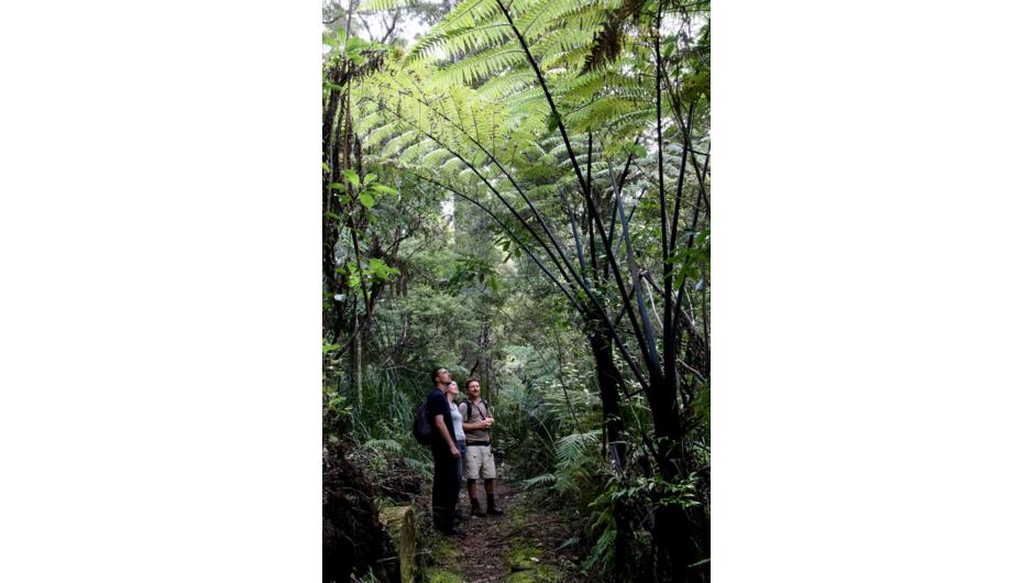 Guided Forest Walks - Adventure Puketi - Giant Silver Fern tower above walkers in the Bay of Islands.