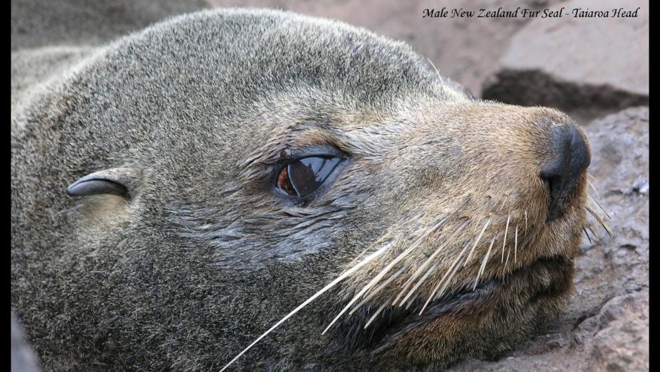 up close seal