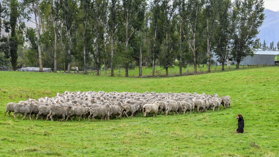 Holding the sheep still