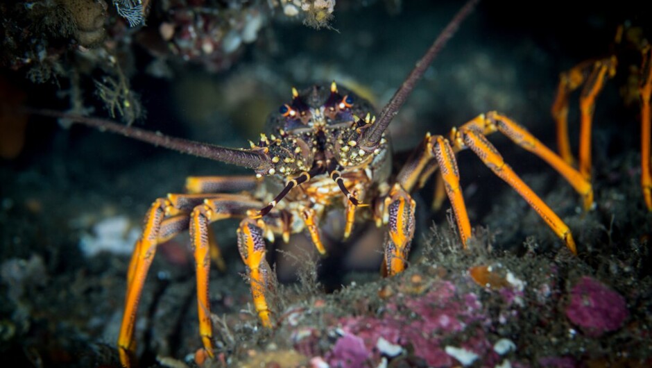 One of the many spiny rock lobsters around the Fiordland waters.