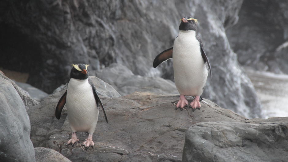 Tawaki - Fiordland crested penguins (in season)