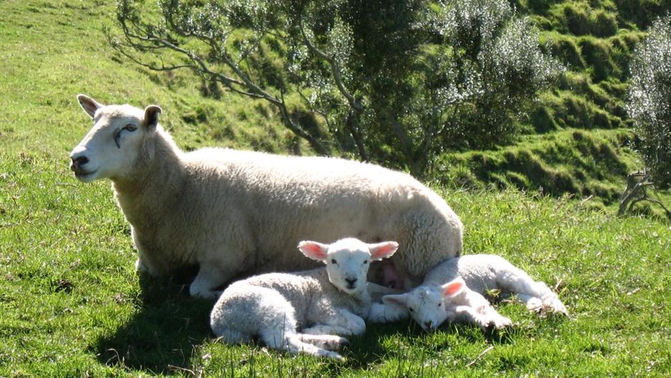 A mother with her lambs on a Muriwai farm in Spring