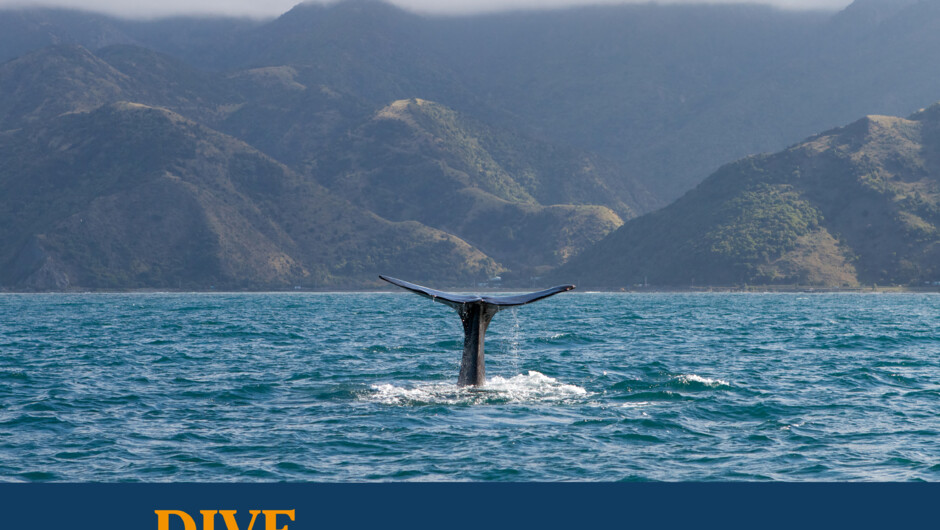 Sperm whale