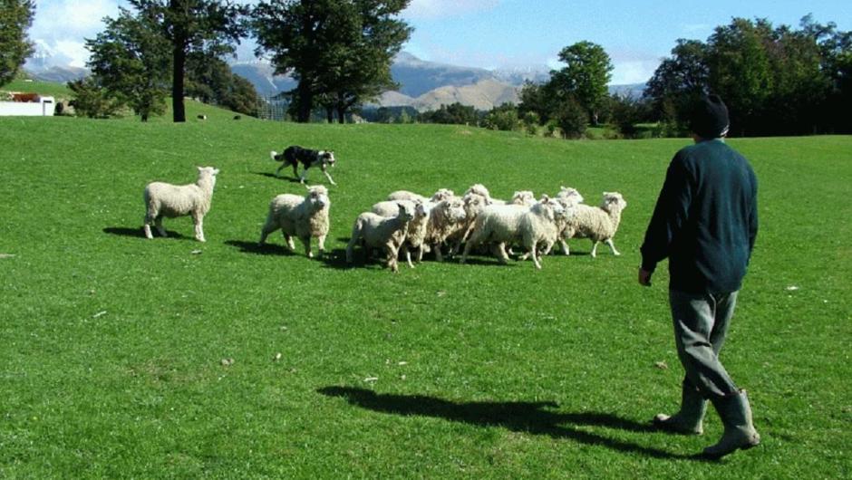 sheep farm tour canterbury