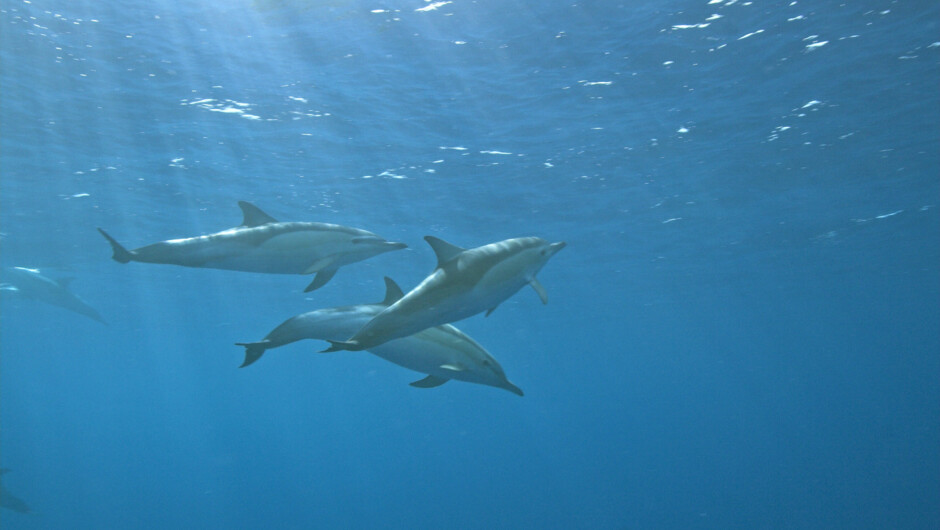 Dolphins in Whakatane, Bay of Plenty
