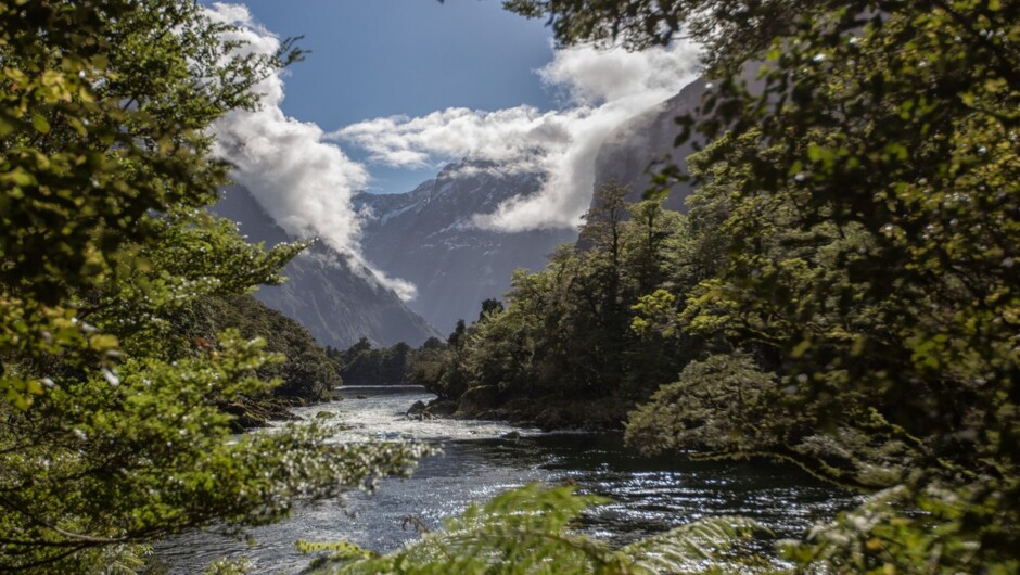 Walk down the beautiful Arthur River on the Milford Track