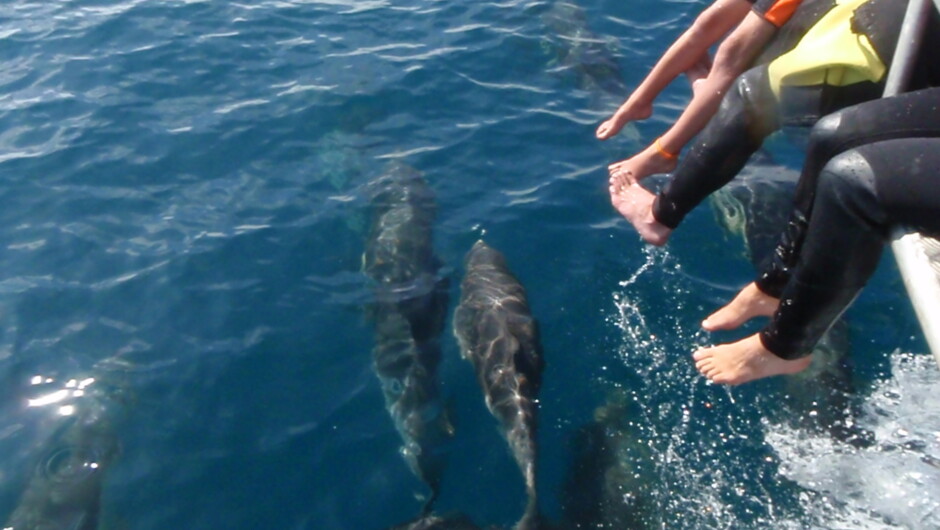Dolphins ... so close, Whakatane, Bay of Plenty