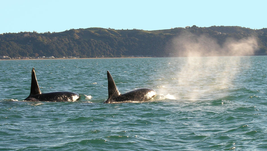 Orca in the Bay of Plenty waters, Whakatane New Zealand