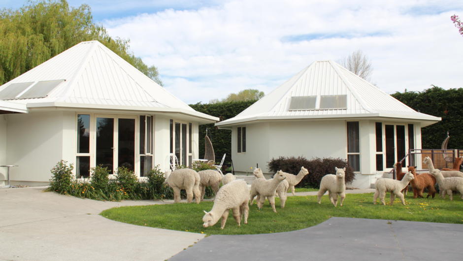 Alpaca farmstay cottages
